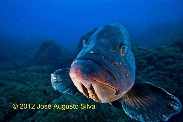 click image for a larger view