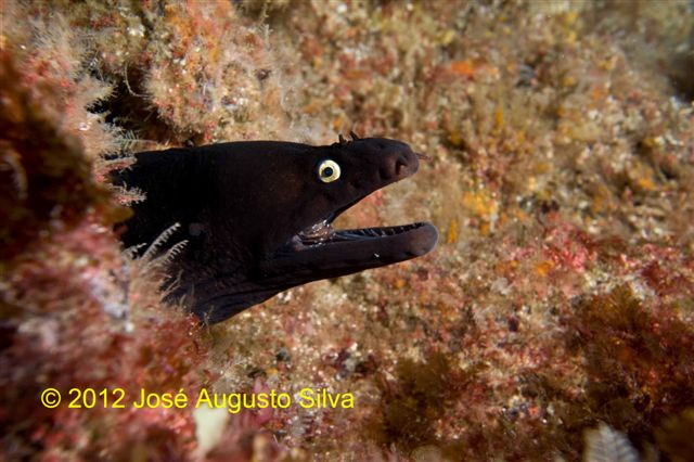 click image for a larger view