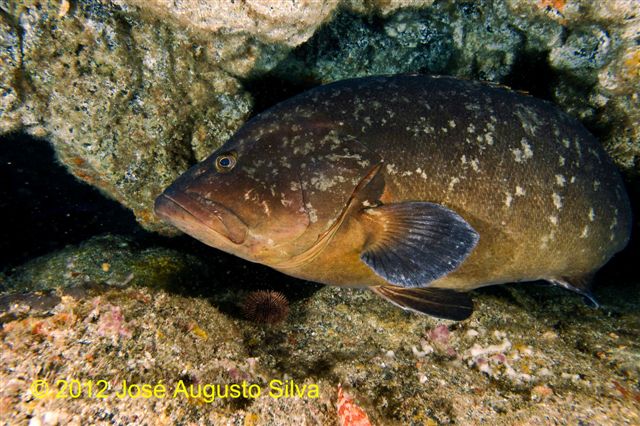 click image for a larger view