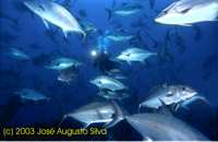 click image for a larger view