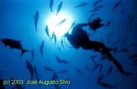 click image for a larger view